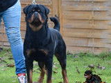 À vendre : un chien adulte Rottweilers LOF de 2 ans