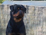 À vendre : un chien adulte Rottweilers LOF de 2 ans