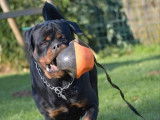 À vendre : un chien adulte Rottweilers LOF de 2 ans