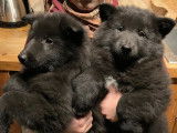 À vendre : 5 chiots Bergers Belges Groenendael LOF