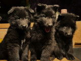 À vendre : 5 chiots Bergers Belges Groenendael LOF