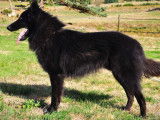 À vendre : 5 chiots Bergers Belges Groenendael LOF