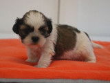 Des chiots Shih Tzu LOF à acheter