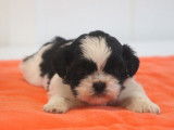 Des chiots Shih Tzu LOF à acheter