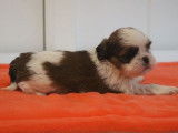 Des chiots Shih Tzu LOF à acheter