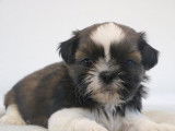 Des chiots Shih Tzu LOF à acheter