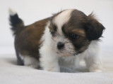 Des chiots Shih Tzu LOF à acheter