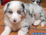 Des chiots Bergers Australiens &agrave; la vente (LOF)