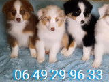 Des chiots Bergers Australiens &agrave; la vente (LOF)