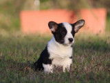 Trois chiots Welsh Corgi Cardigan disponibles à l’achat