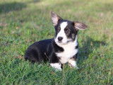 Trois chiots Welsh Corgi Cardigan disponibles à l’achat
