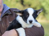 Trois chiots Welsh Corgi Cardigan disponibles à l’achat