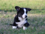 Trois chiots Welsh Corgi Cardigan disponibles à l’achat