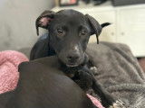 À adopter : chiot de 4 mois