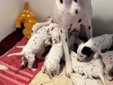 Chiots Dalmatiens à réserver