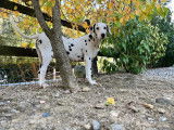 Chiots Dalmatiens à réserver