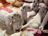 Chiots Dalmatiens à réserver