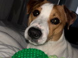 Mâle Jack Russel LOF disponible pour saillie