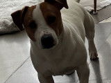 Mâle Jack Russel LOF disponible pour saillie