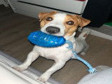 Mâle Jack Russel LOF disponible pour saillie