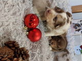 Chiots Berger Australien à vendre