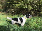 Mâle Setter Anglais disponible pour saillie