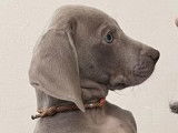 Superbes chiots Braques de Weimar pedigree LOSH disponibles en janvier 2024 : 3 femelles et 3 mâles