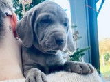 Superbes chiots Braques de Weimar pedigree LOSH disponibles en janvier 2024 : 3 femelles et 3 mâles