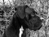 Chiots Cane Corso LOF à réserver