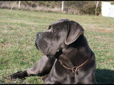 Chiots Cane Corso LOF à réserver
