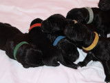 Chiots Cane Corso LOF à réserver