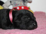 Chiots Cane Corso LOF à réserver