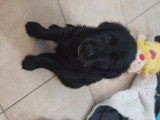 Chiots Flat Coated Retriever croisés Godlen Retriever à vendre