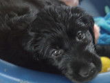 Chiots Flat Coated Retriever croisés Godlen Retriever à vendre