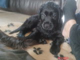Chiots Flat Coated Retriever croisés Godlen Retriever à vendre