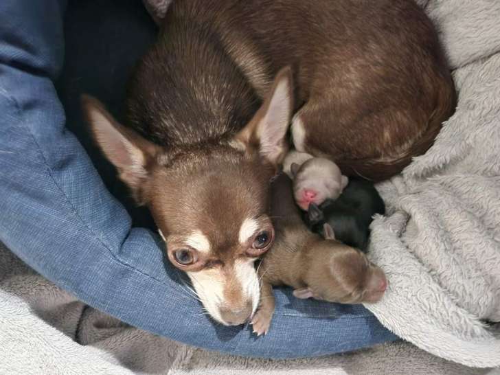 2 chiots femelles Chihuahua à vendre