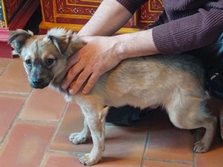 À adopter : chiot de 6 mois