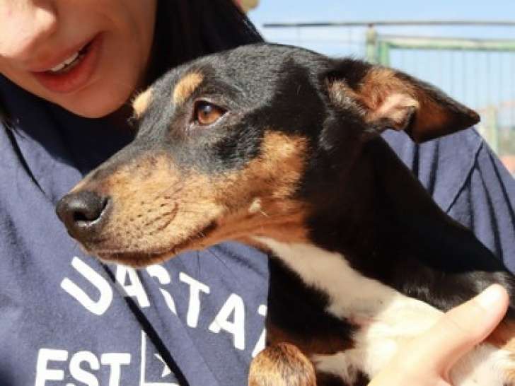 À donner : chienne noire et feu