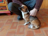 À donner : chien de 2 ans