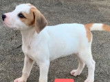 Disponible à l'adoption : chiot femelle