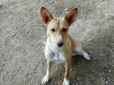 À octroyer : chienne de 2 ans