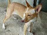 À octroyer : chienne de 2 ans