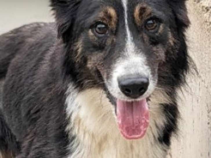 À adopter : chien noir et blanc