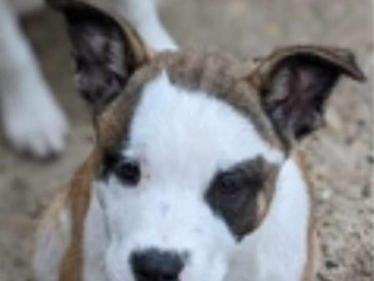 À donner : chiot tricolore