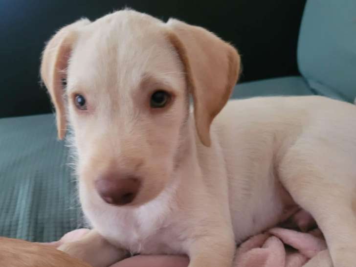 Chiot de 2 mois à céder