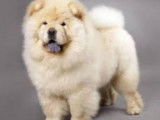 2 chiots Chow Chow à vendre