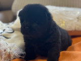 2 chiots Chow Chow à vendre