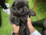 2 chiots Chow Chow à vendre