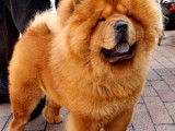 2 chiots Chow Chow à vendre