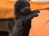 2 chiots Chow Chow à vendre